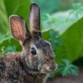 かわいい耳はなぜ垂れ耳なの？その理由と人気な種類について