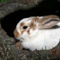うさぎは夜明け前と夕暮れ時に最も活発に行動する夜行性の動物