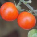 うさぎにトマトは実の部分は与えてOK。茎や葉の毒性について