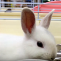 雑種のうさぎがかわいすぎる！色や大きさ、値段までを徹底解説