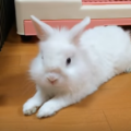 ペットとして飼っているうさぎの平均寿命は8歳！ギネスはなんと18歳の記録が！