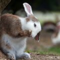 じつはデマ！うさぎは寂しいと死んじゃう説の由来は明治時代にあった