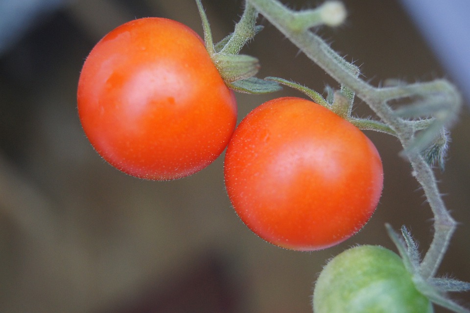 うさぎにトマトは実の部分は与えてOK。茎や葉の毒性について
