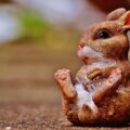 治らないうさぎの鼻水は要注意！危険な原因と症状、治療法