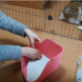 うさぎの下痢は体調不良のサイン！原因と治療方法