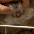 うさぎの歯ぎしりする理由。痛いときと気持ちいいときと全くの真逆に