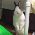 うさぎが立つ理由は周りを警戒するためだけじゃない。その気持ちとは？