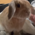 うさぎがついてくるのは何で？原因は意外なことだった！