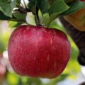 うさぎのりんごの与え方。食べていい量と栄養分について