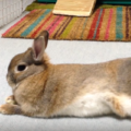 うさぎがリラックスしているときのしぐさや鼻の動かし方