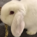 うさぎの目が赤い病気。合併症状の目やにや涙が出ているとき