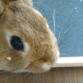 うさぎのノミ対策。駆除方法と繰り返さない予防まで