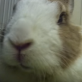 うさぎのなりやすい歯の病気、不正咬合の原因と治療法。予防できる！