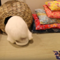 うさぎを放し飼いにして飼う方法。トイレやレイアウト