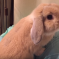 うさぎの人気な種類、ロップイヤーの飼い方。性格や特長まで